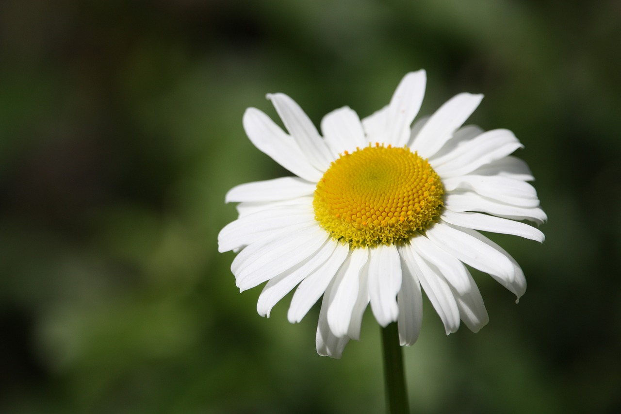 Image - margaret flower nature prato