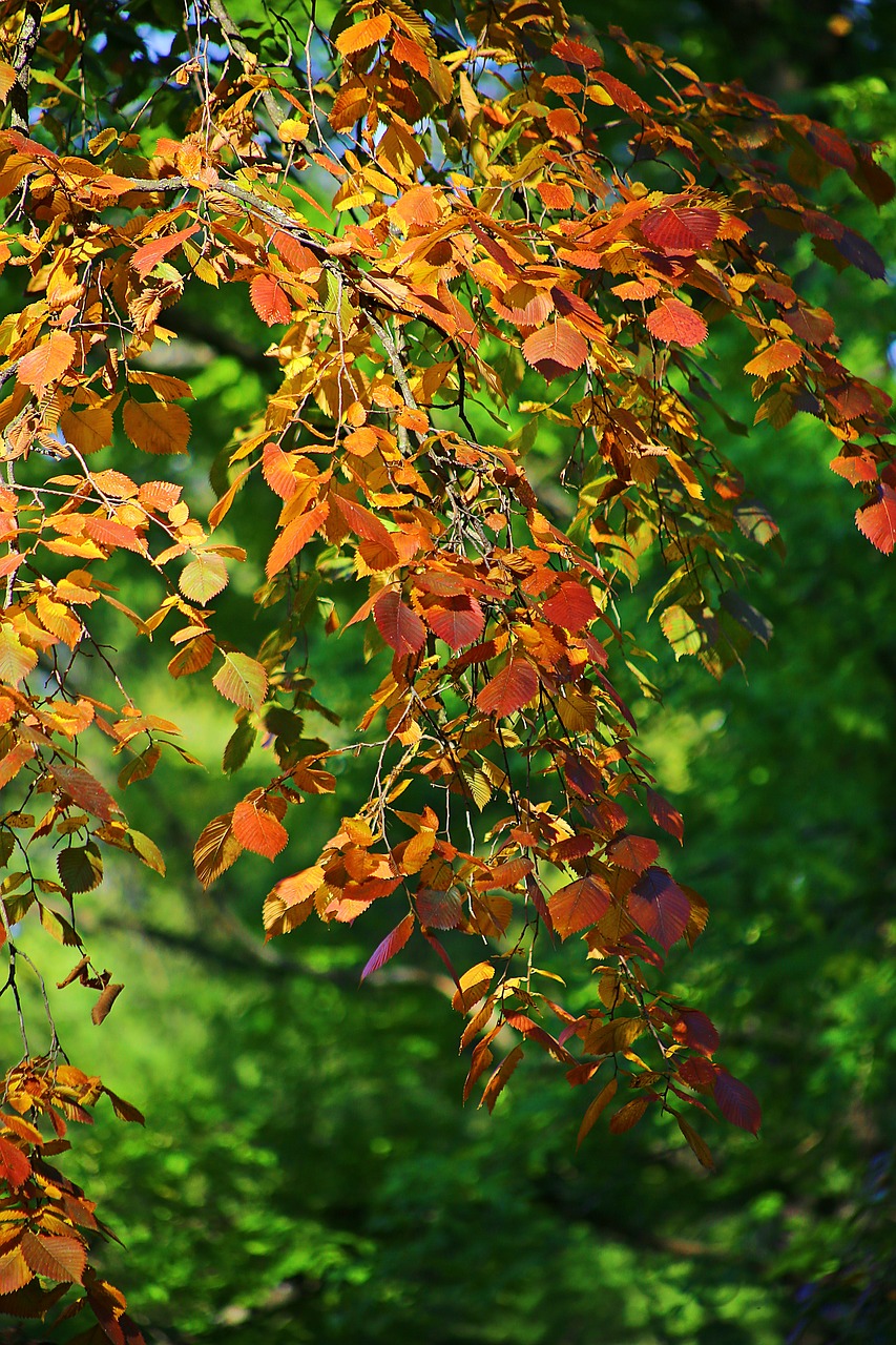 Image - autumn beauty dere tree nature