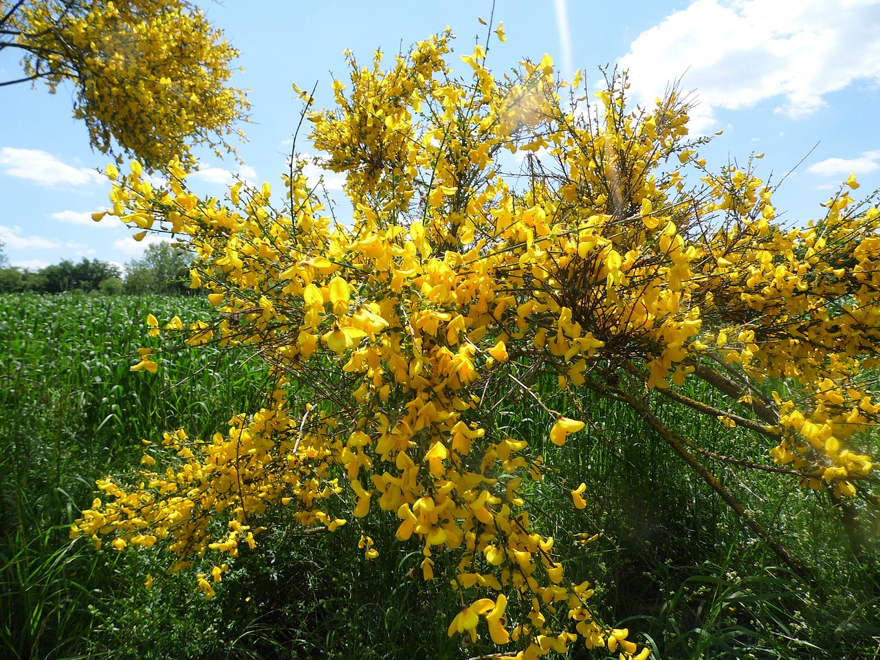 Image - yellow flowers spring bush