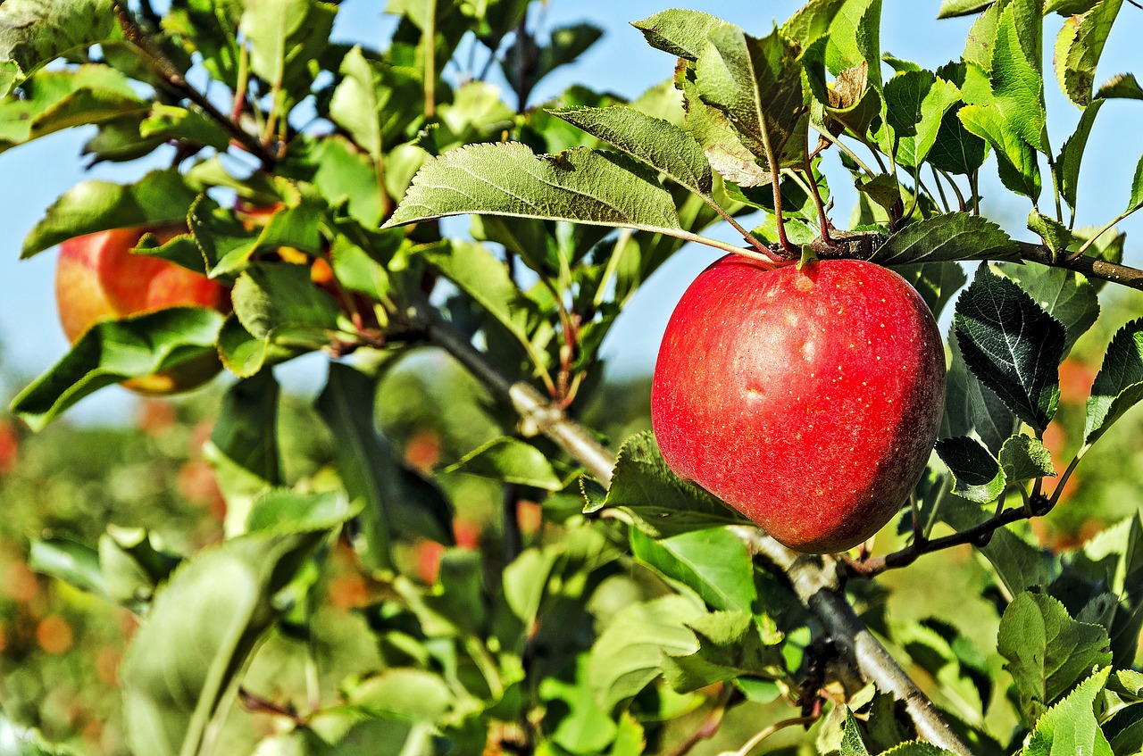 Image - poland celejów apple orchard apple