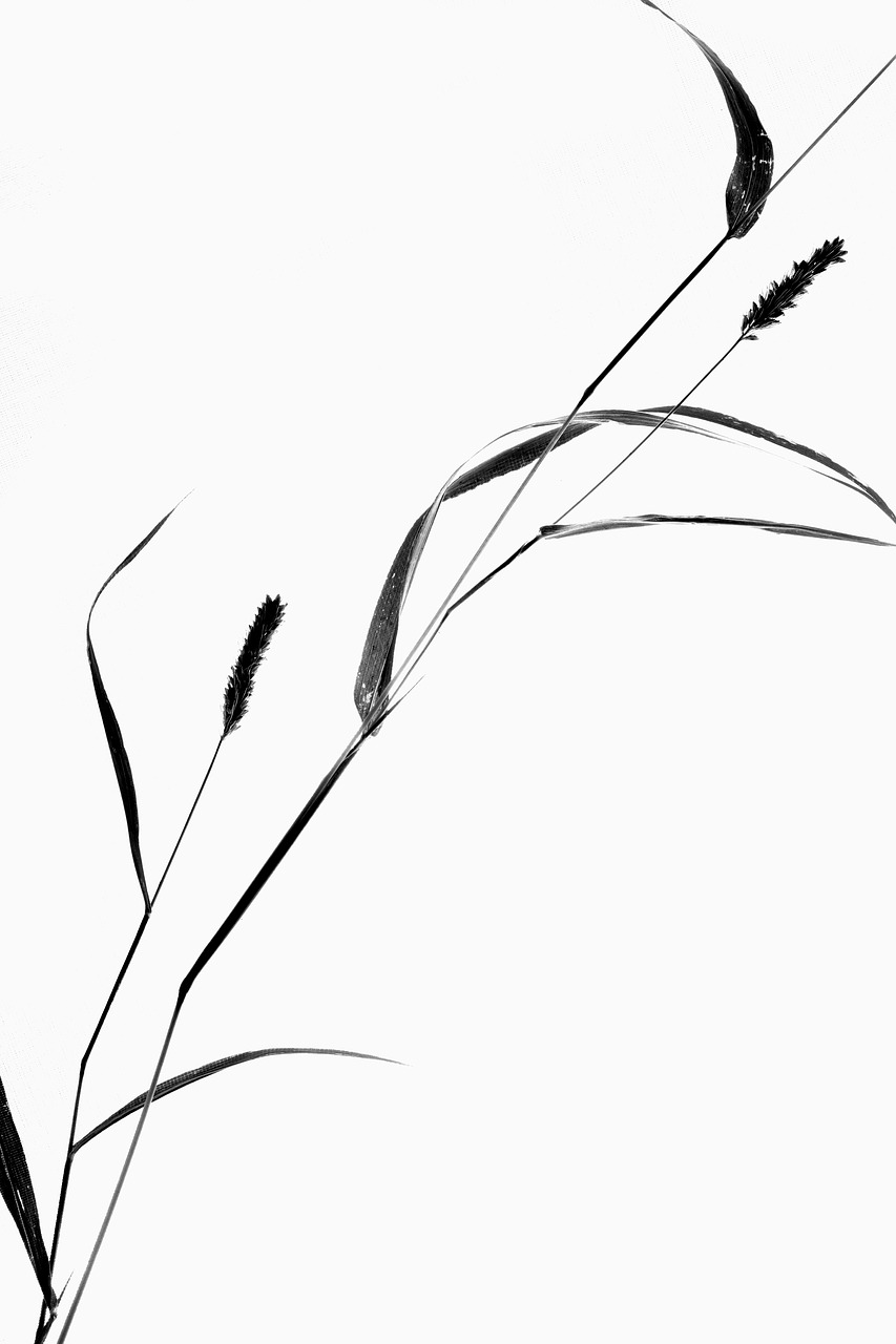 Image - plant still life grass silhouette