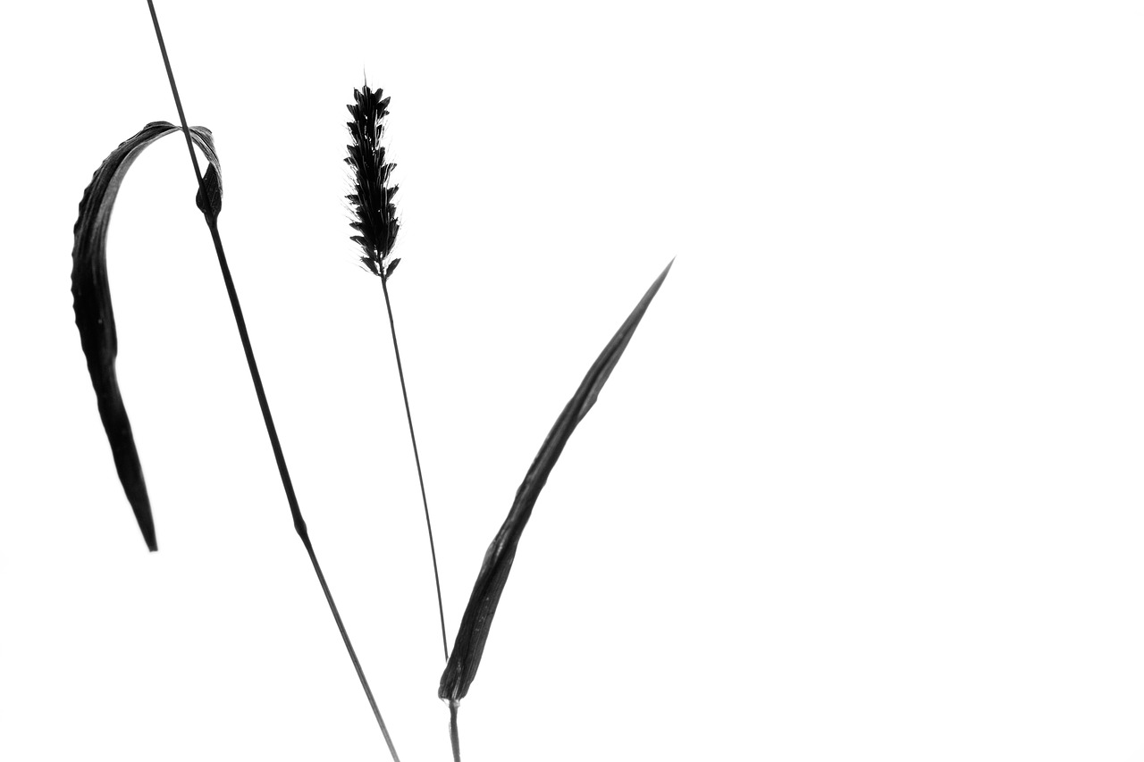 Image - plant still life grass silhouette
