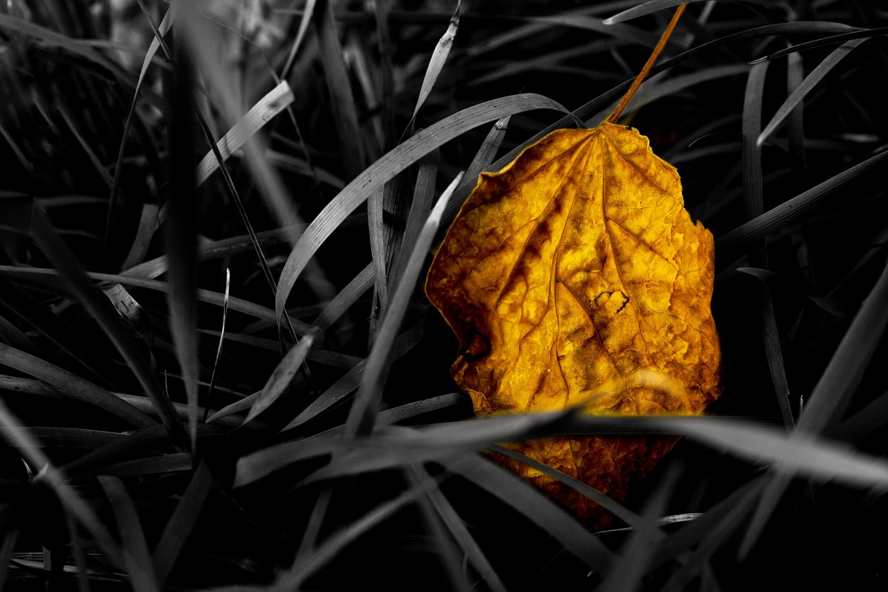 Image - plant still life the leaves