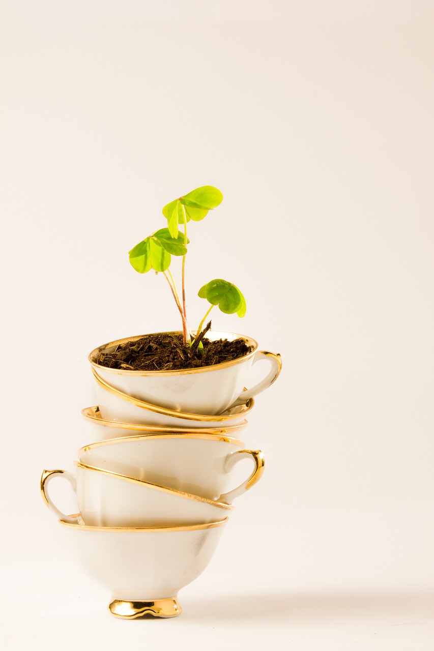 Image - tea cup plant four leaf clover