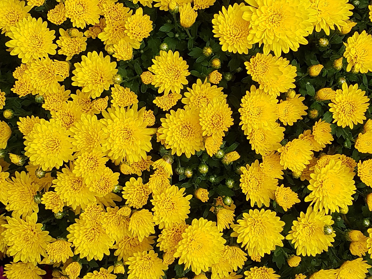 Image - autumn chrysanthemum flowers