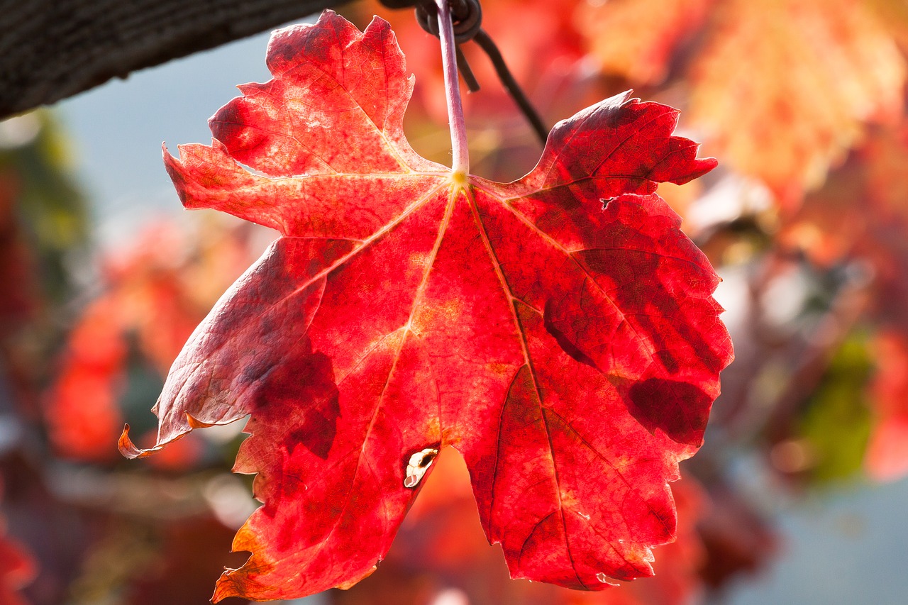 Image - wine leaf wine harvest vineyard