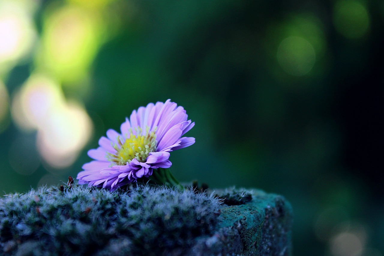 Image - flower lonely alone moss stone