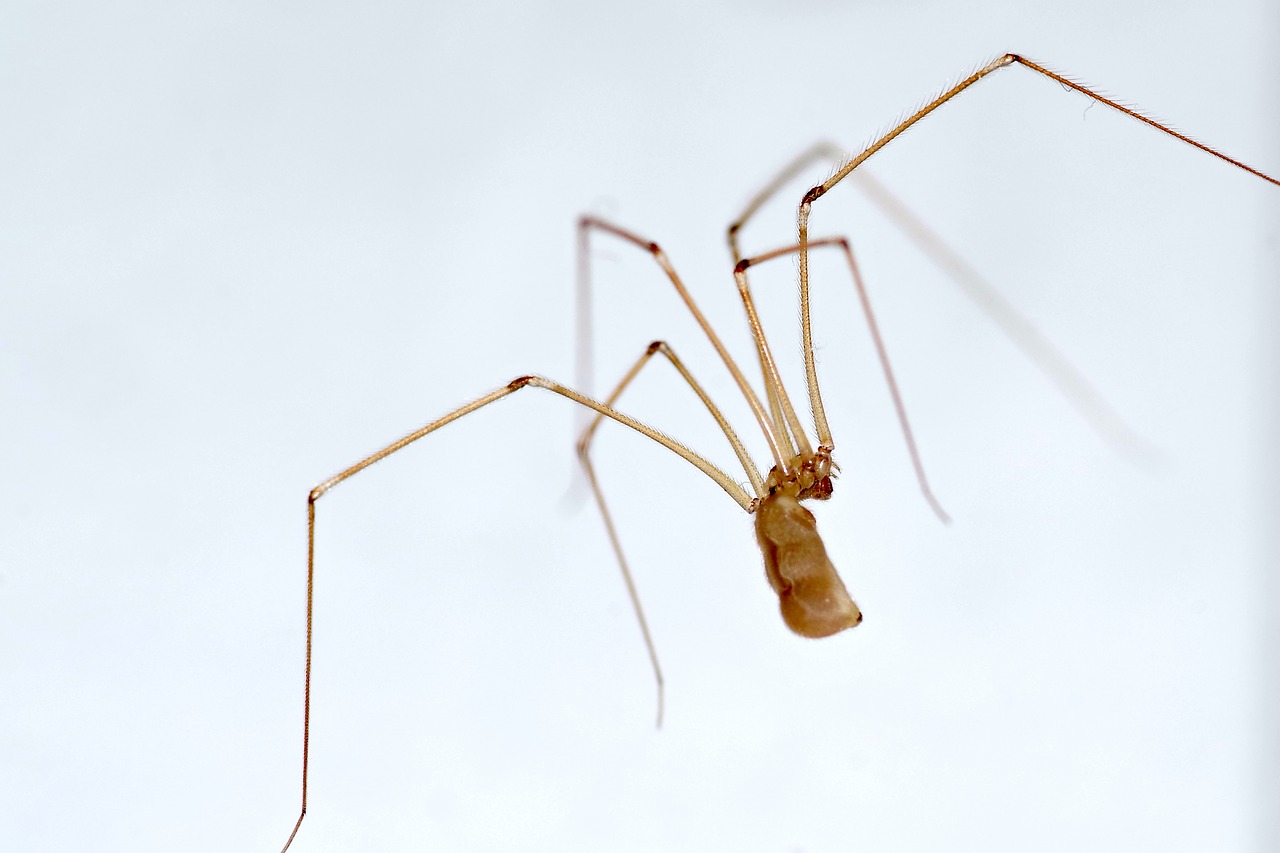Image - spider long legs nasosznik house