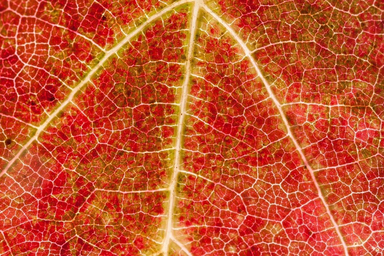 Image - wine leaf wine harvest vineyard