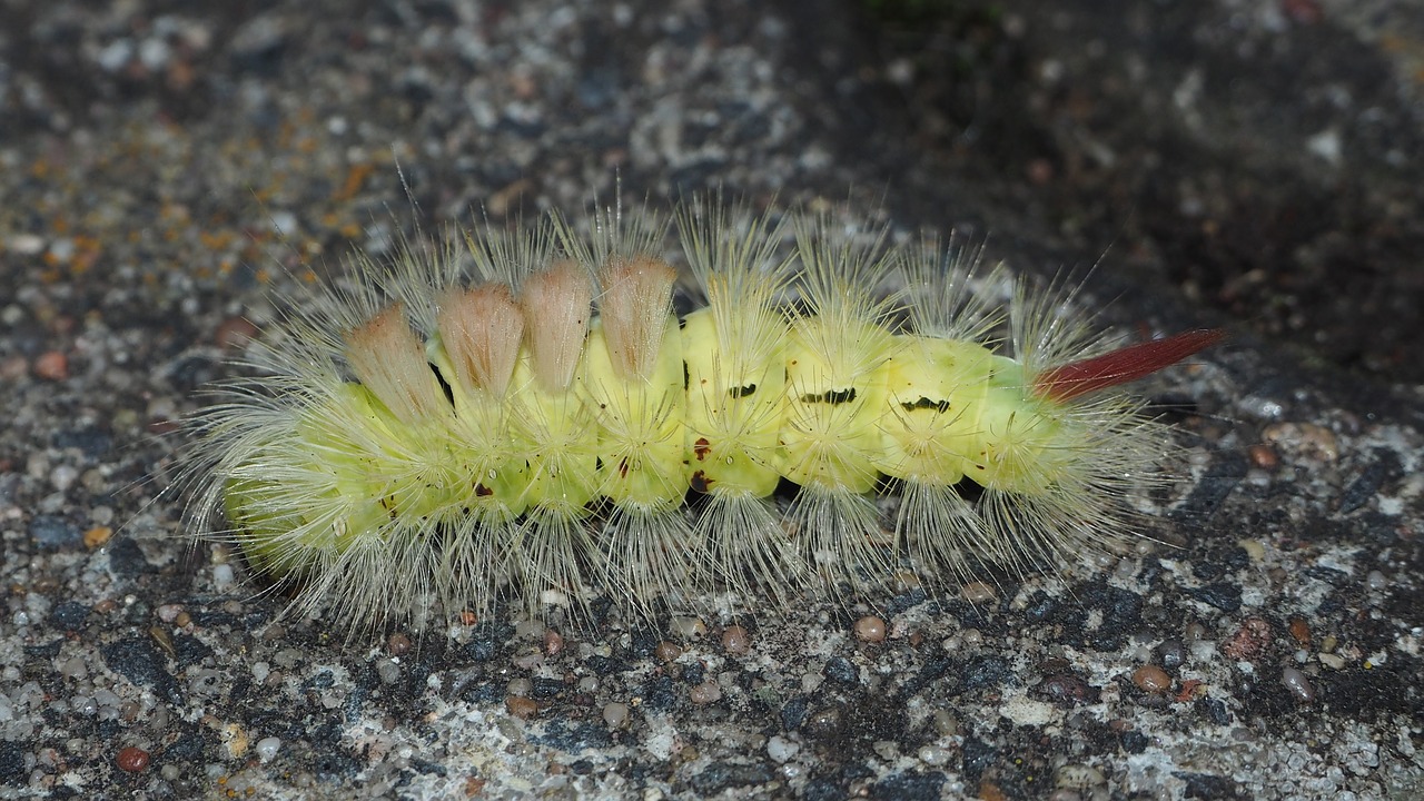 Image - caterpillar insect hairy close