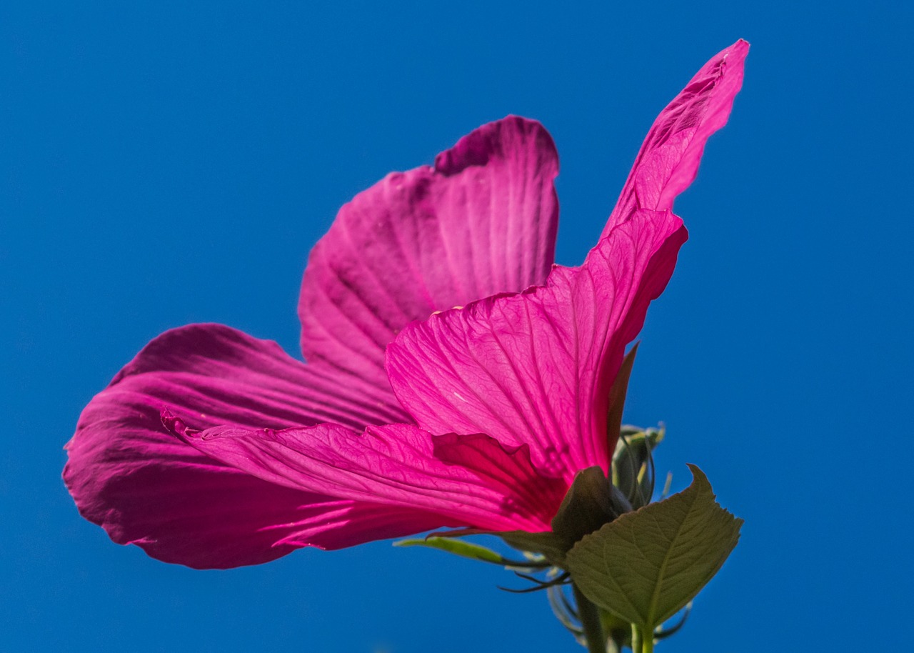 Image - swamp hibiscus pink flower