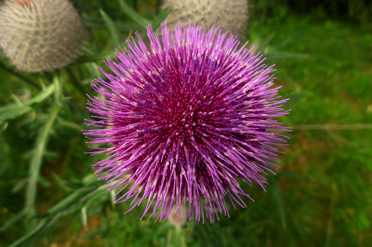 Image - thistle nature flower wild violet