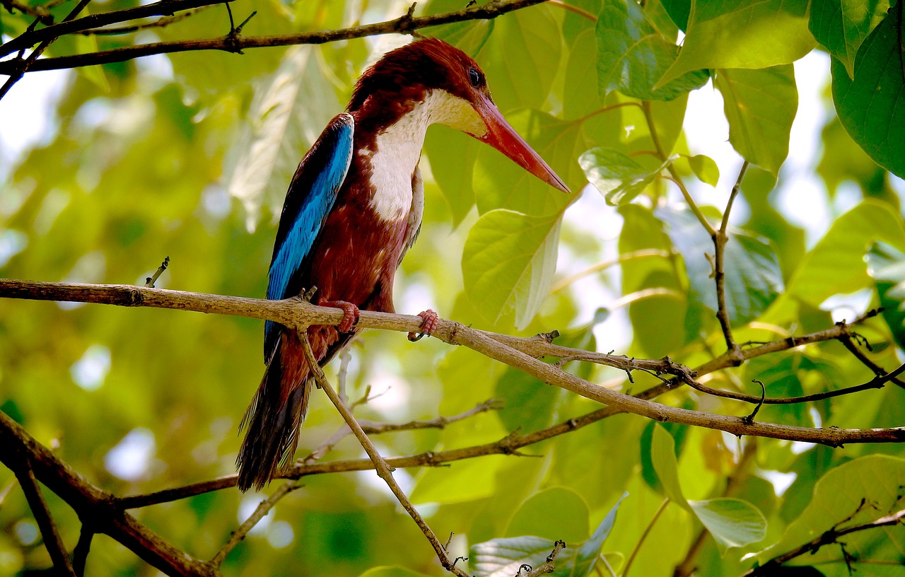 Image - nature kingfisher photography