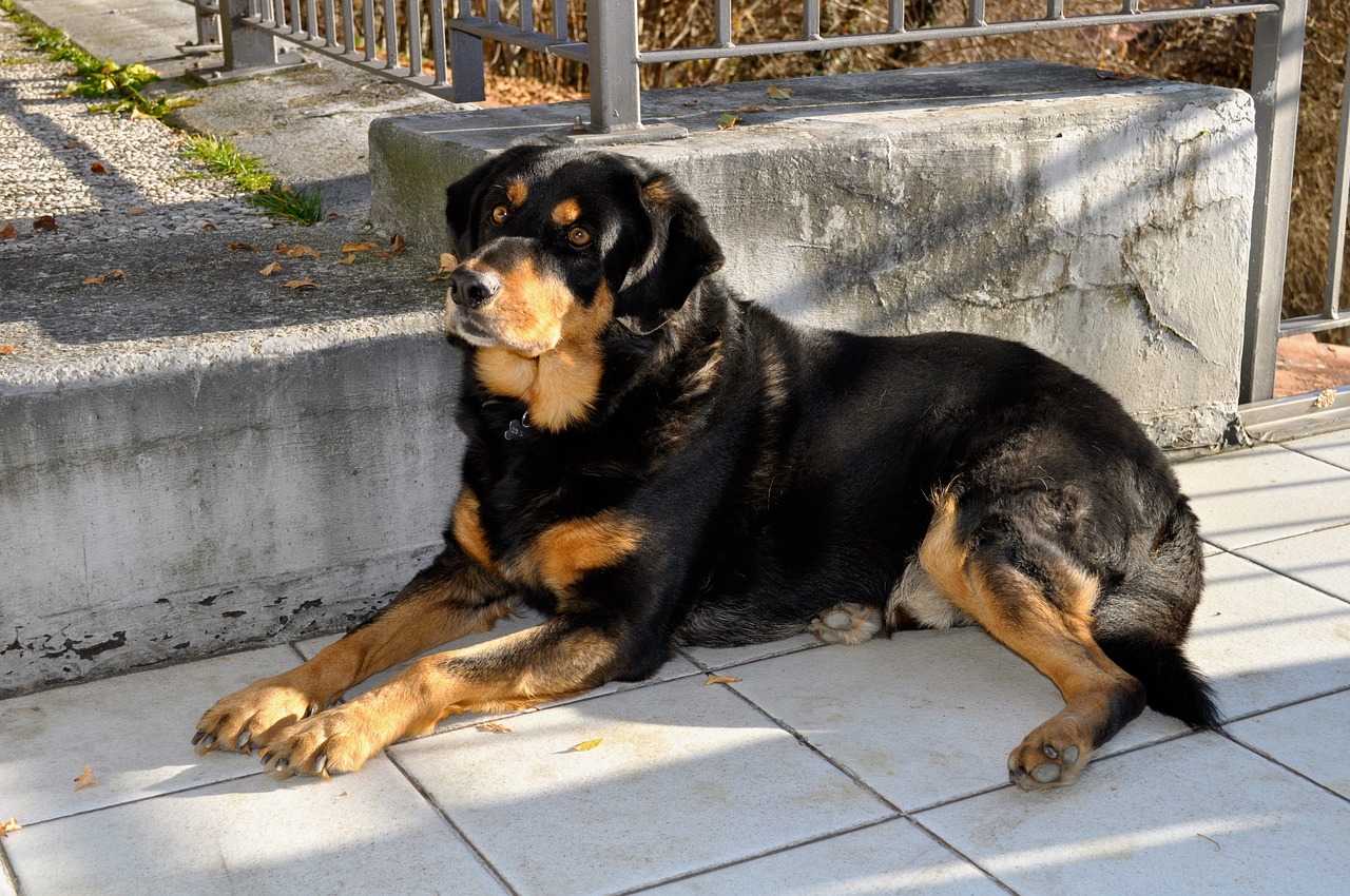 Image - dog rottweiler breed laying pet