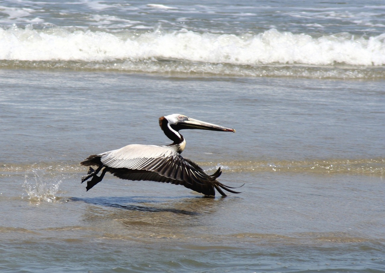 Image - brown pelican flying bird wildlife