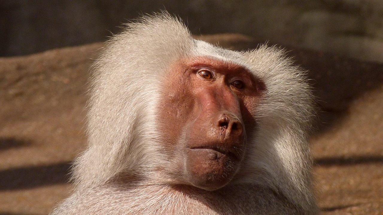 Image - baboon monkey animal nature zoo