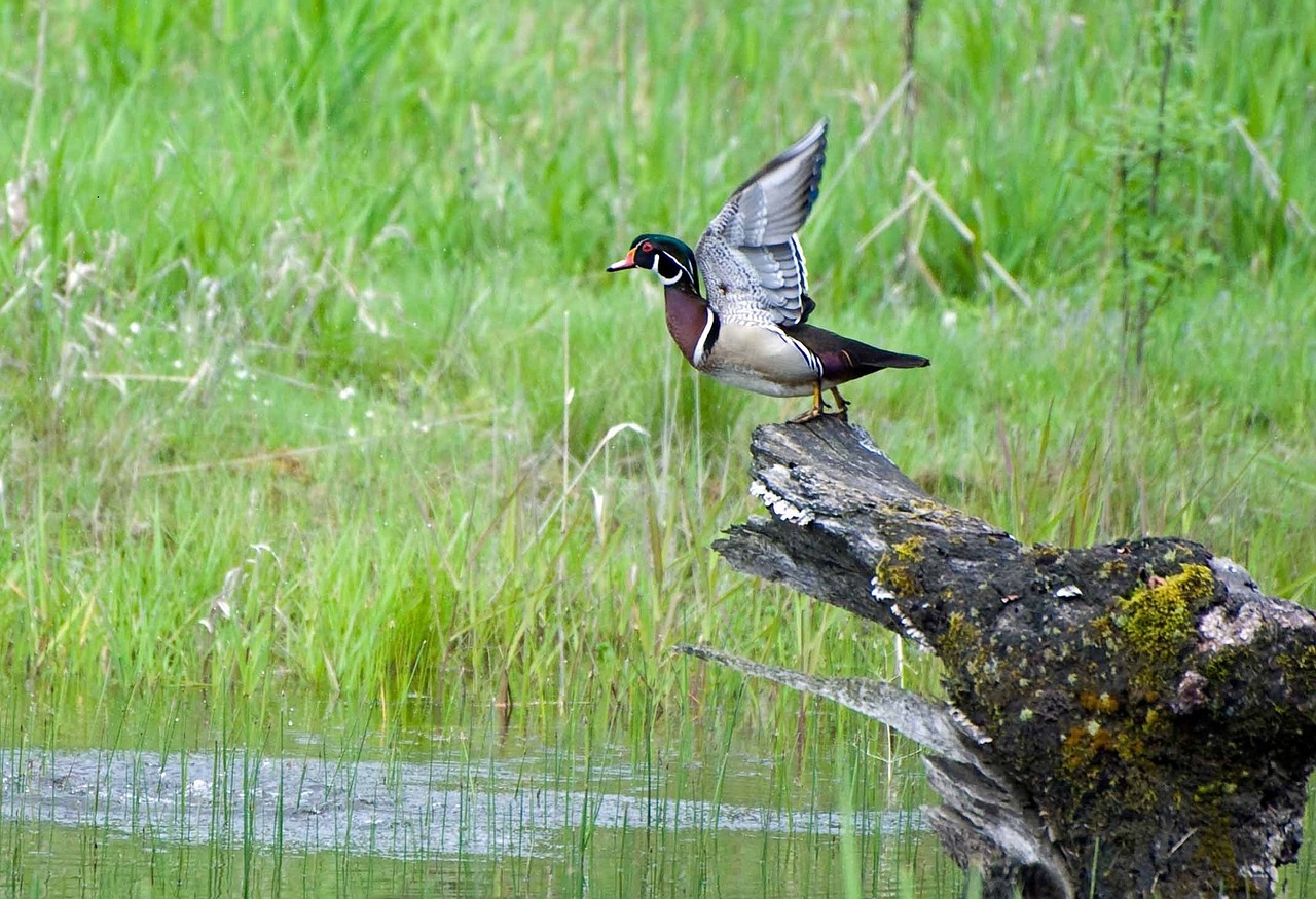 Image - wood duck taking flight waterfowl