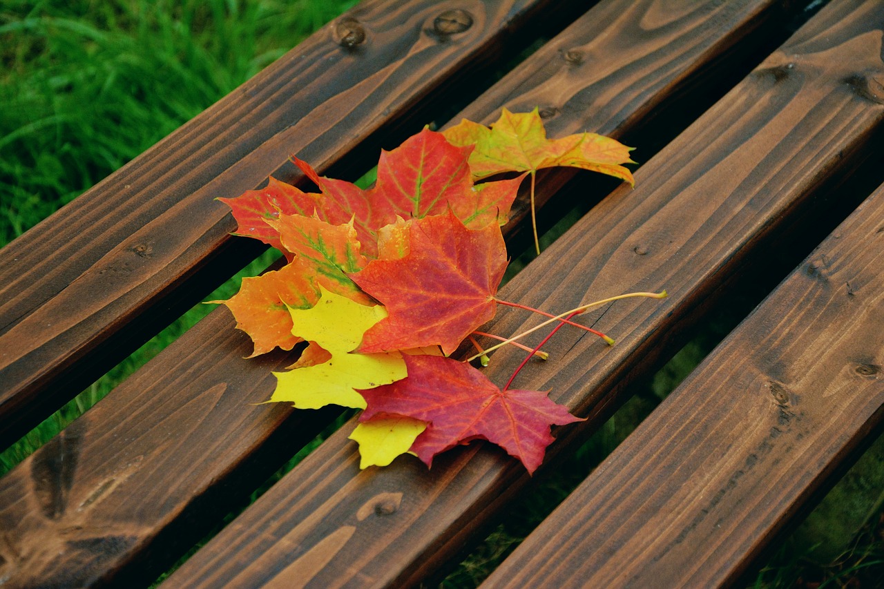 Image - fall foliage maple leaves