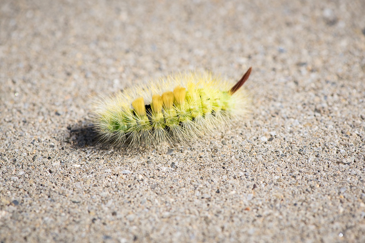 Image - caterpillar green green caterpillar