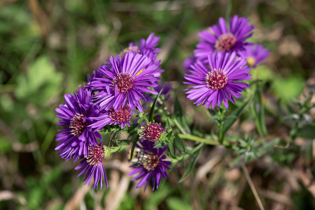 Image - asters herbstastern fall asters