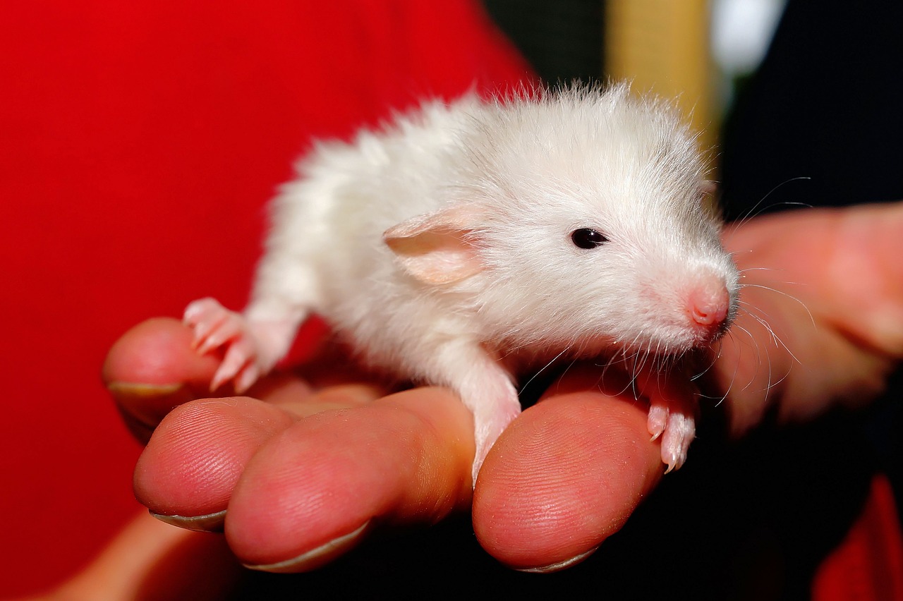 Image - rat baby sweet color rat cute