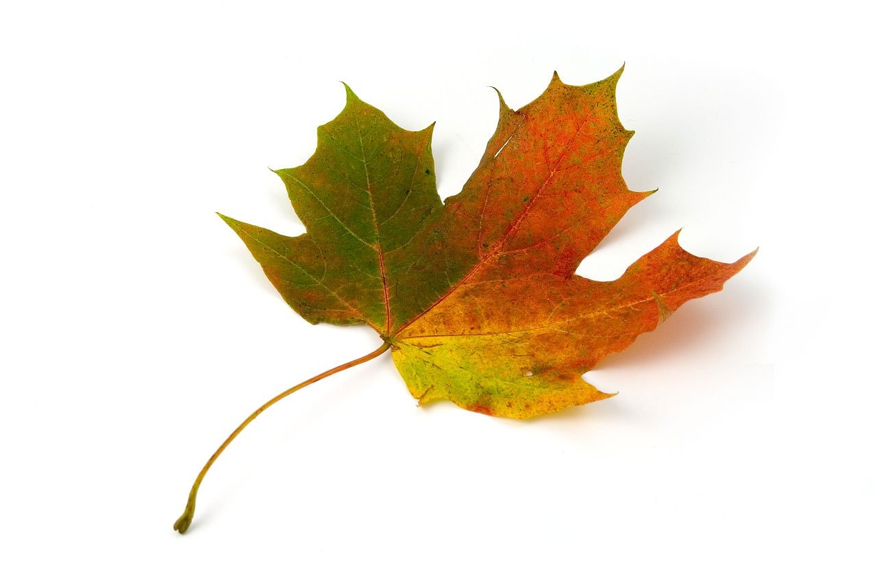 Image - maple leaf color autumn fall