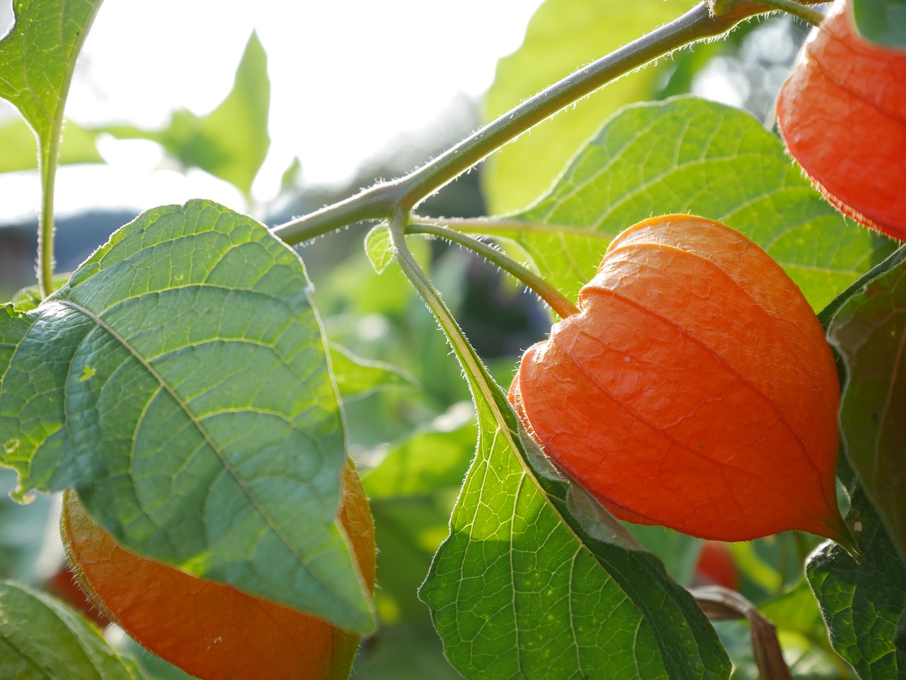 Image - physalis plant fruit garden