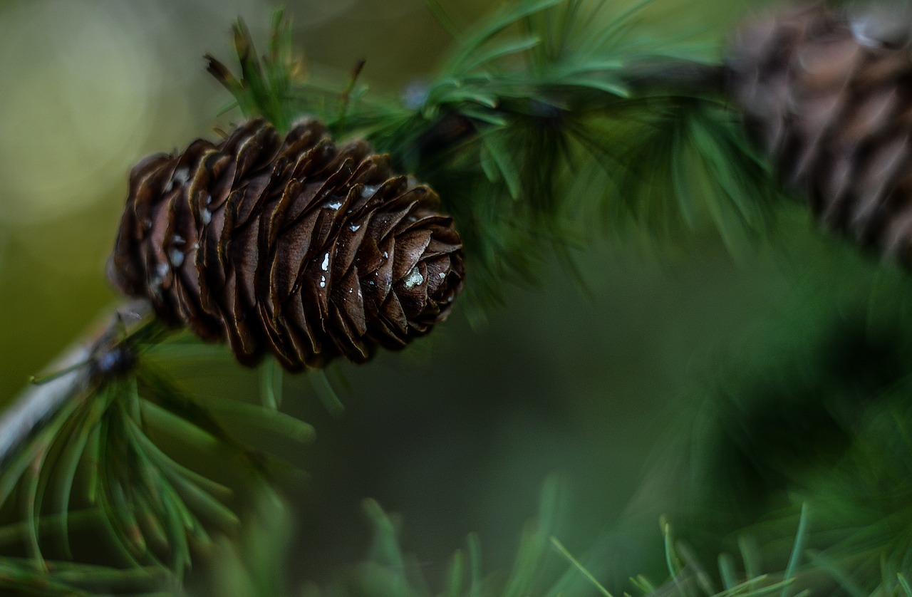 Image - pine cone green tree coniferous