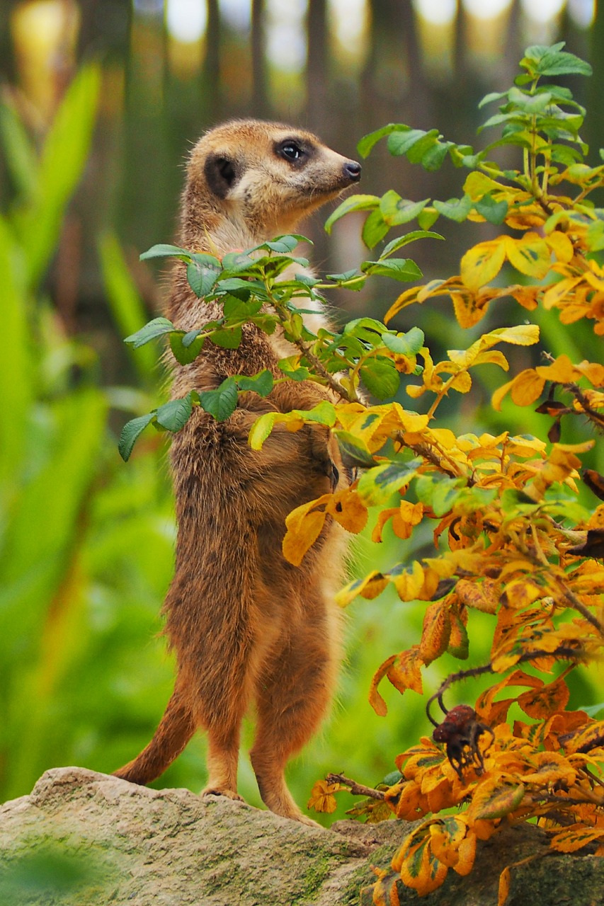 Image - zoo animal garden view nature