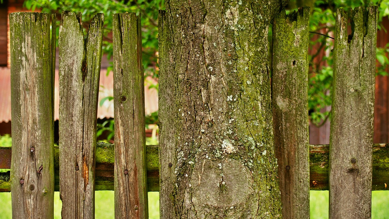 Image - tree fence green garden
