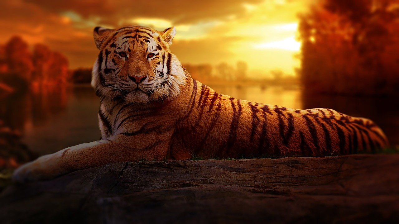 Image - tiger sunset fantasy nature sun