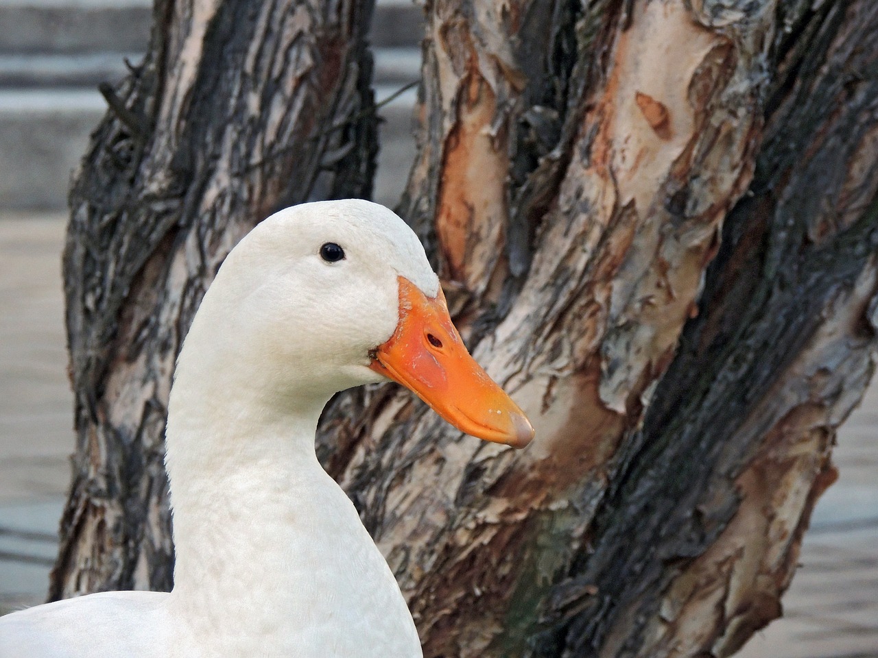 Image - duck laguna birds waterfowl water