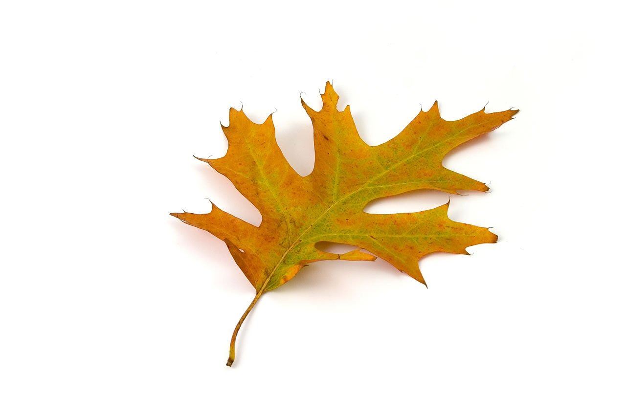 Image - oak leaf color autumn fall