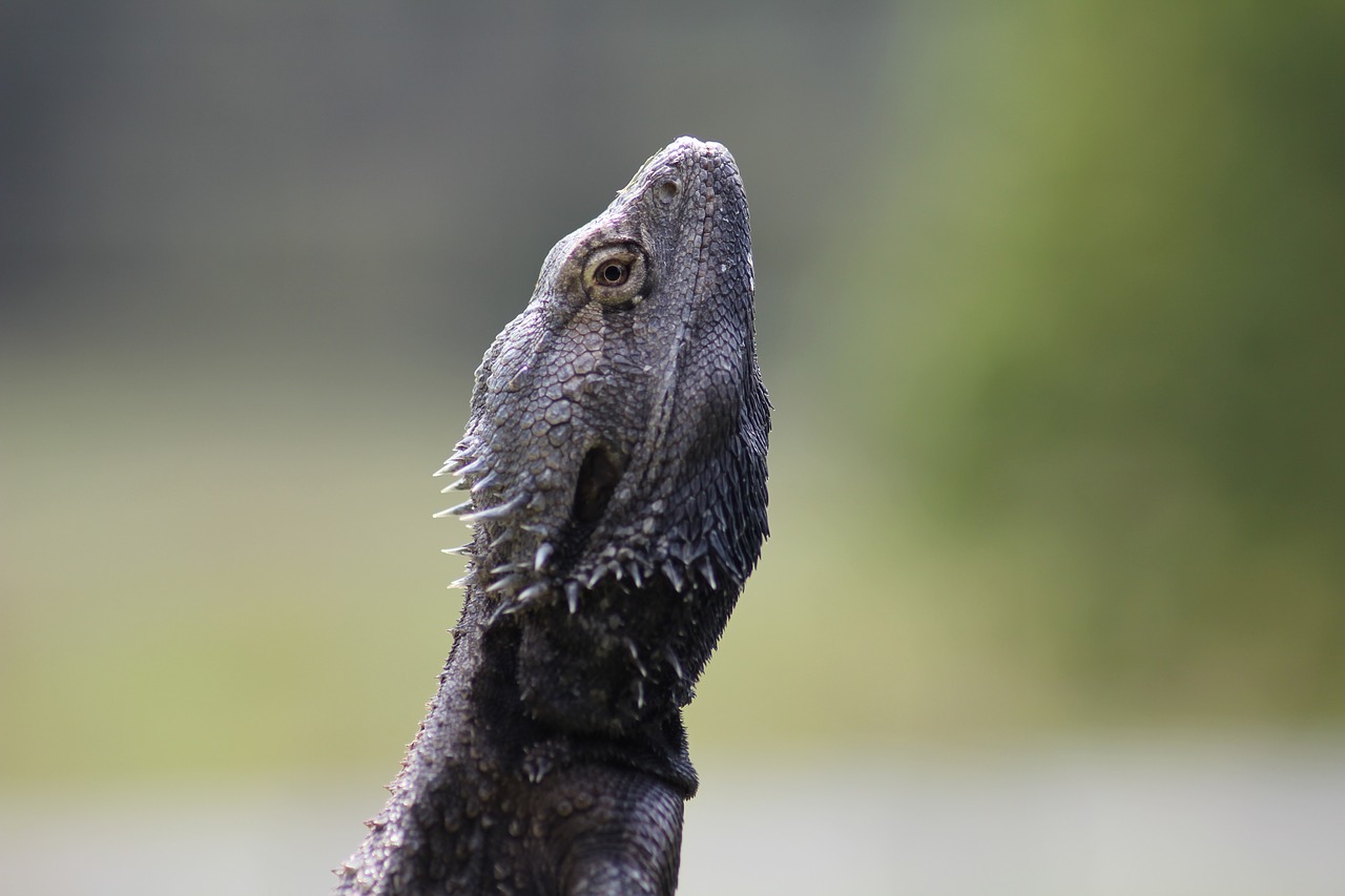 Image - bearded dragon reptile wildlife