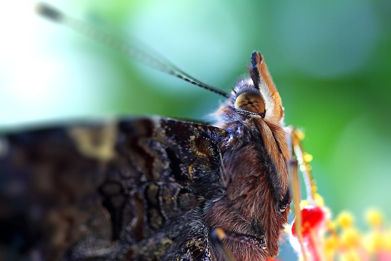 Image - butterfly close up macro eye