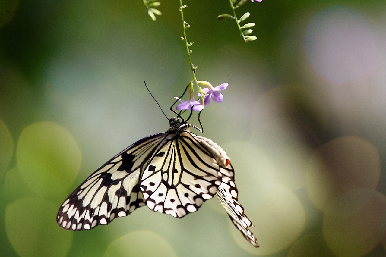 Image - butterfly tropical flower insect