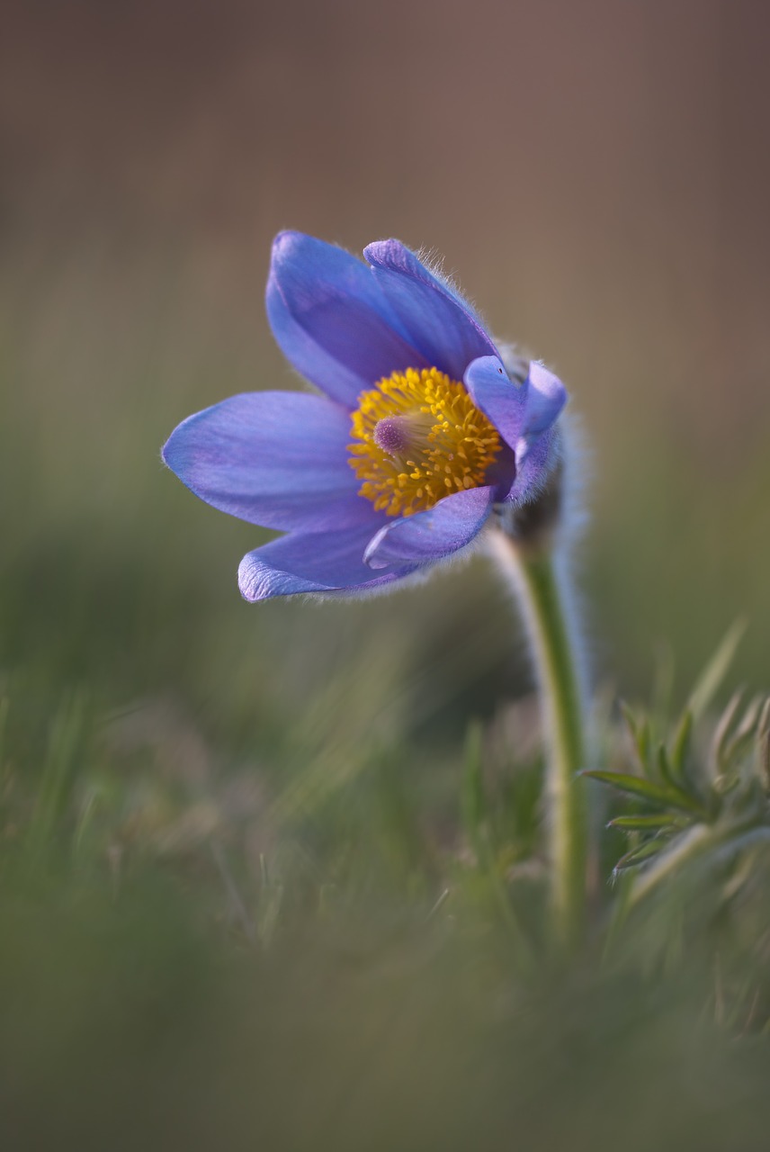 Image - pasqueflower pasque flower