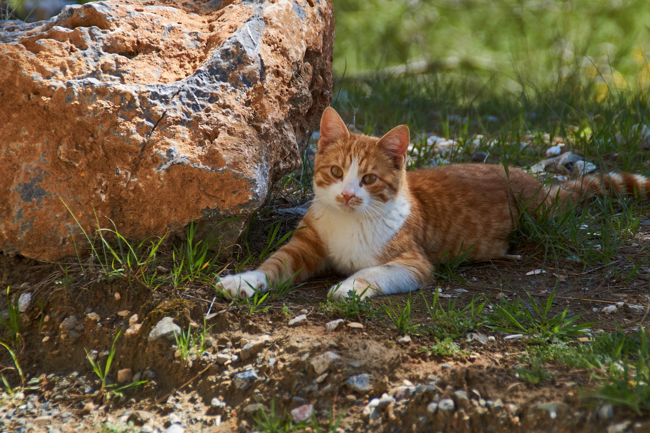 Image - red cat brown cat sunny