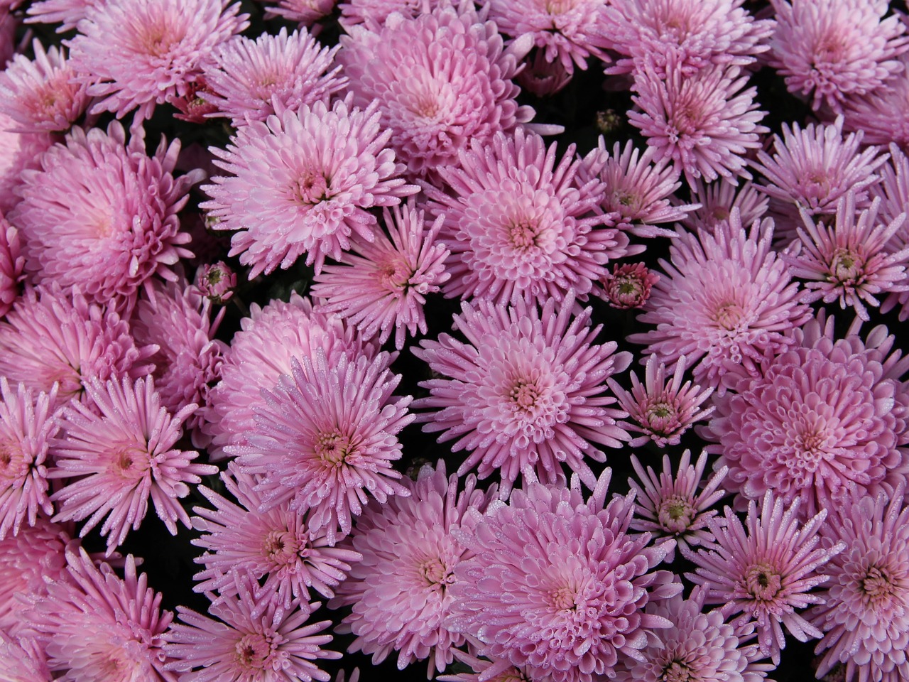 Image - flowers pink chrysanthemum autumn