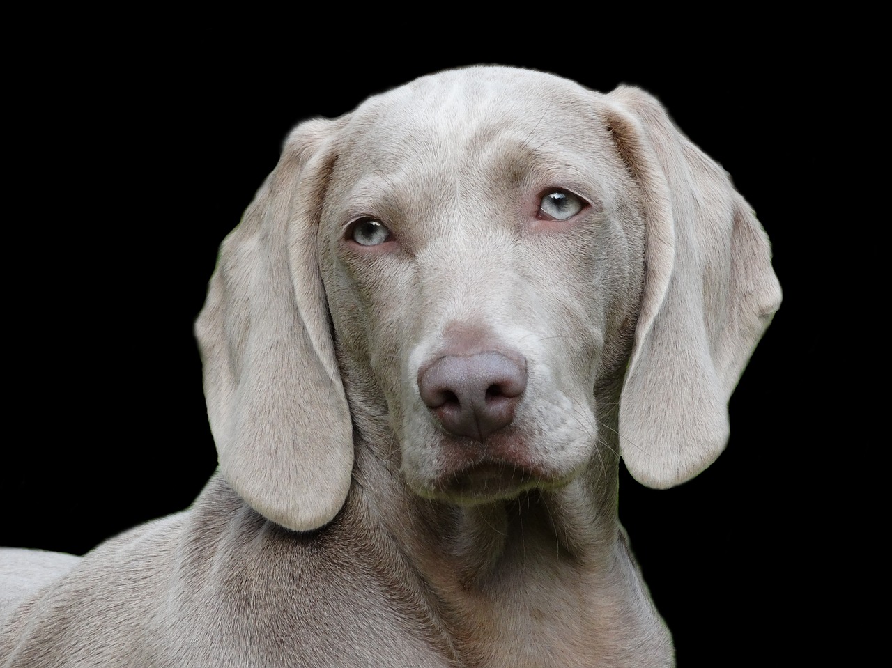 Image - dog weimaraner portrait