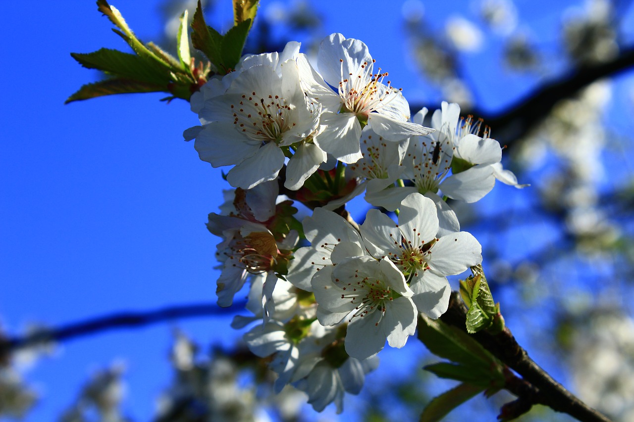 Image - flower almond spring summer white