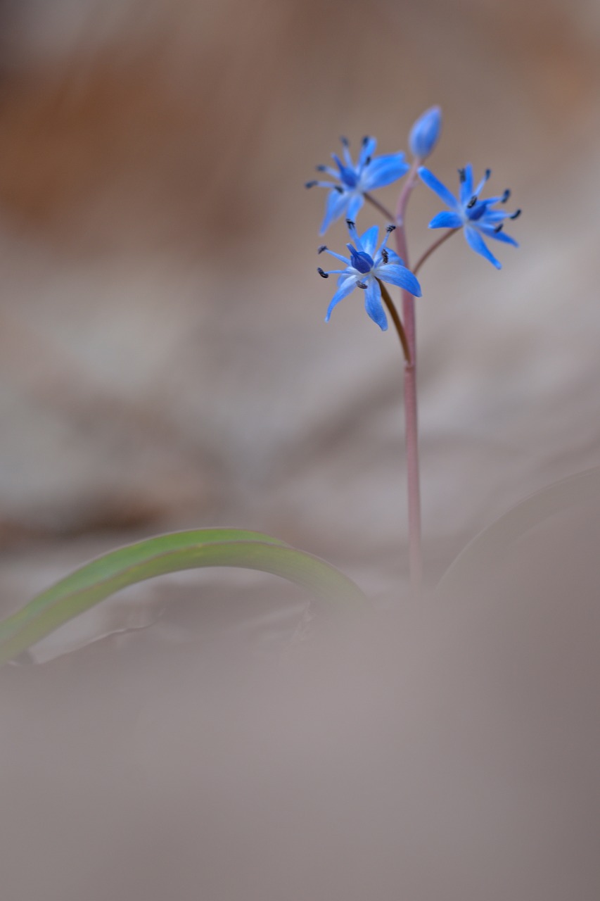 Image - blue star flower scilla plant