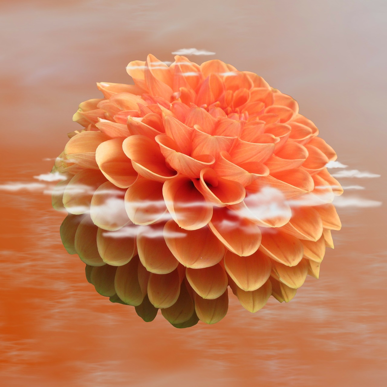 Image - dahlia dahlia flower blossom bloom