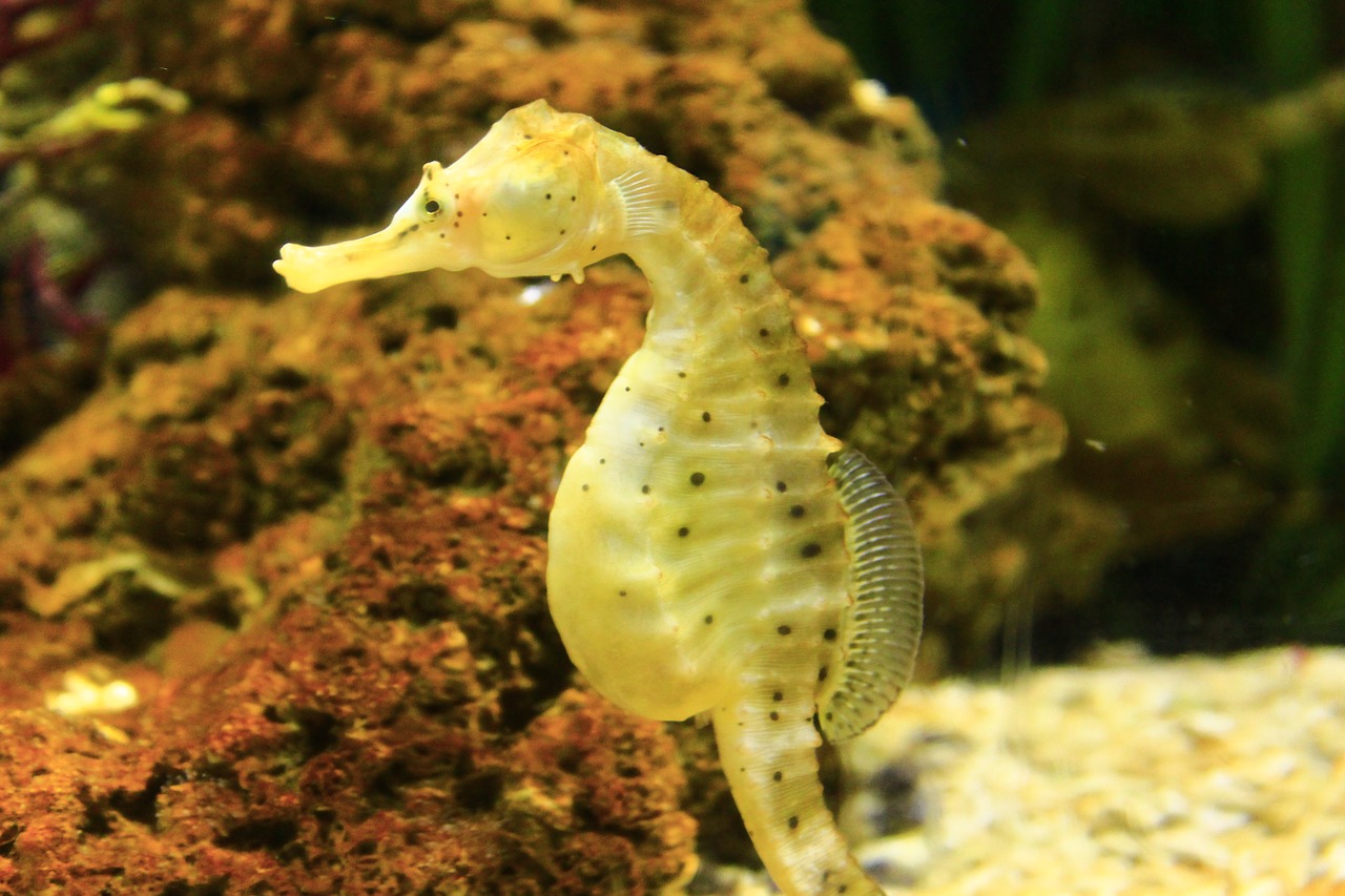 Image - seahorse mollusk fish sea ocean