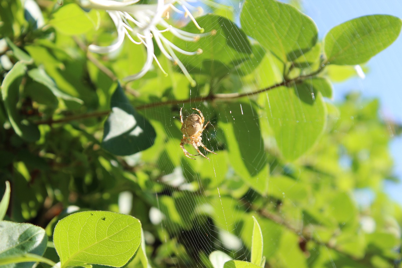 Image - spider cobweb close garden nature