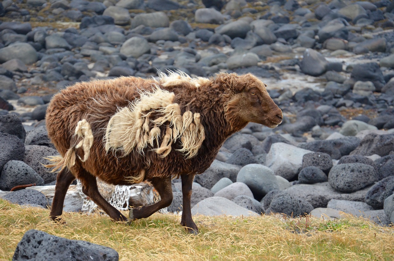 Image - sheep animals iceland wool mammals