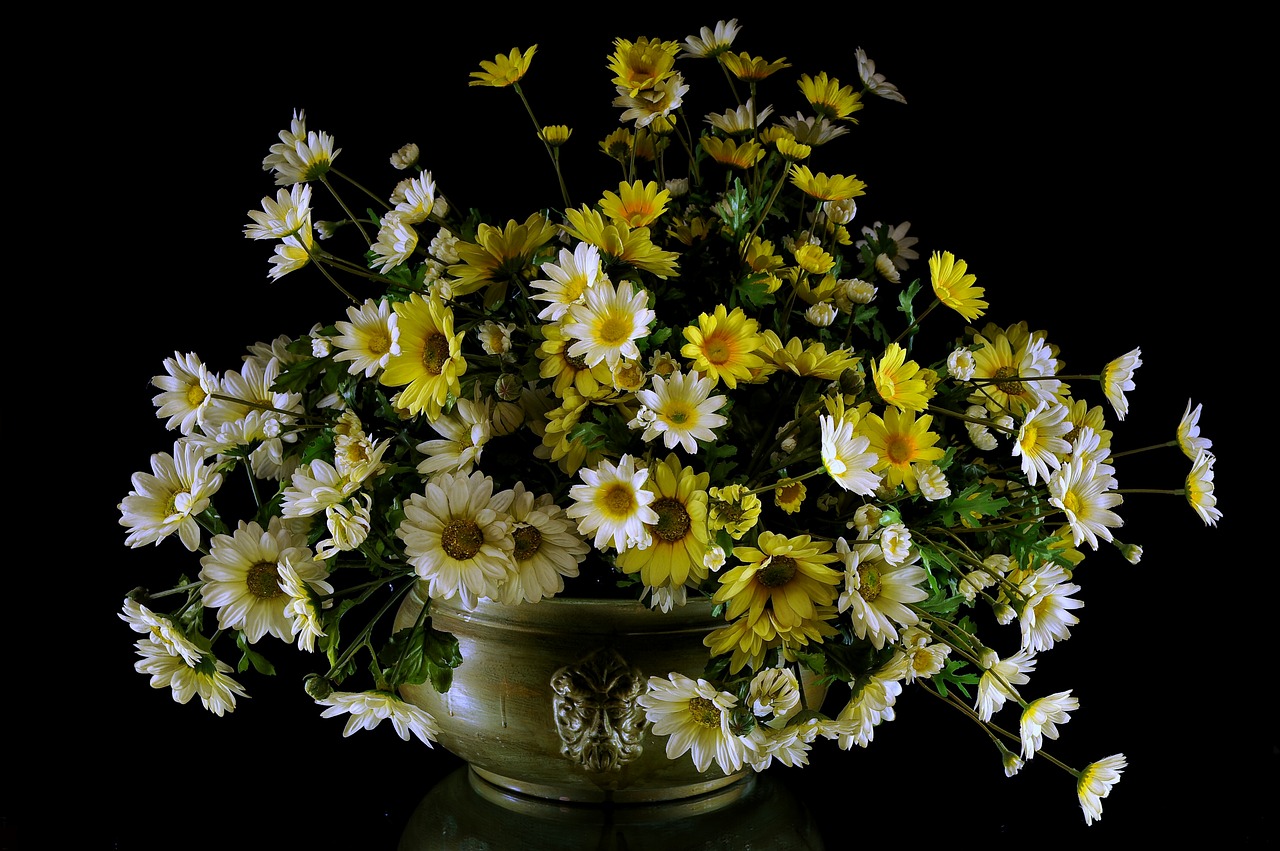 Image - flowers daisies petals margaret