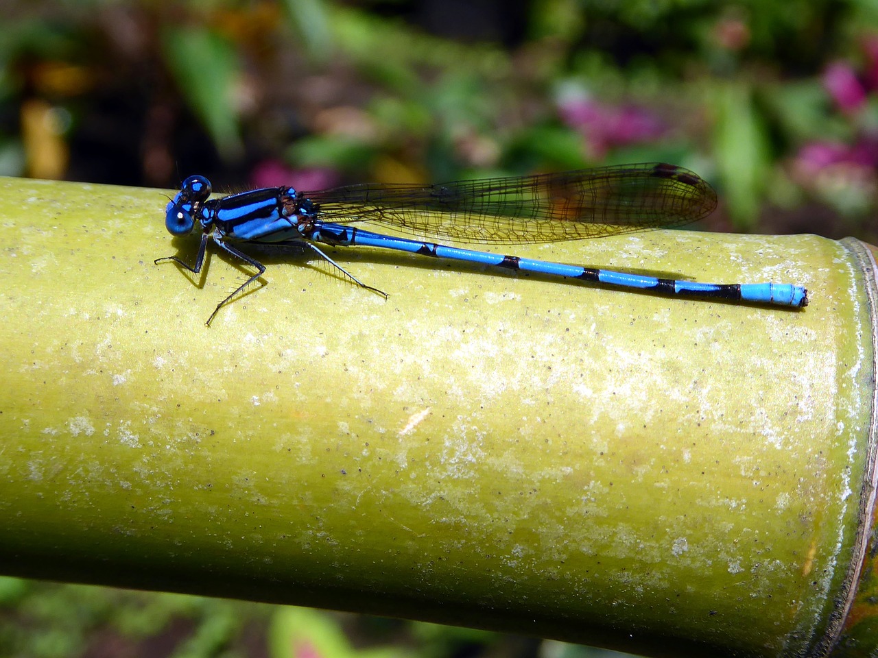 Image - dragonfly blue black