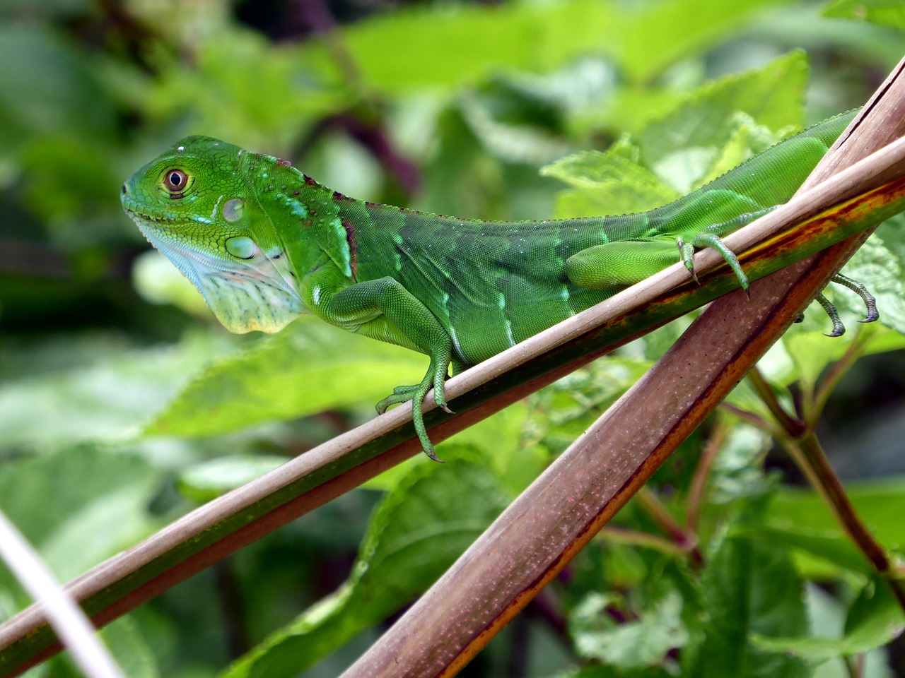 Image - iguana young green costa rica