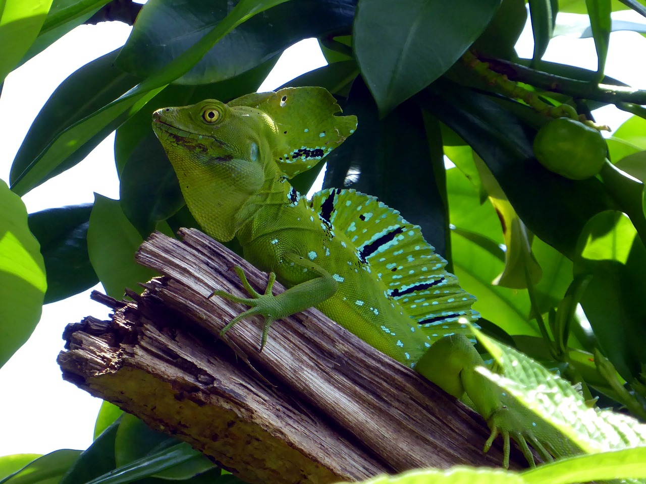 Image - lizard reptile green blue